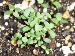 Polygonum tinctorium germination